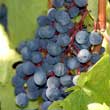 pic blue grapes