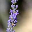 pic1 lavender