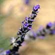 pic 2 lavender