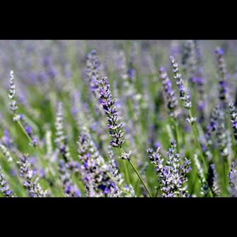 pic large lavender