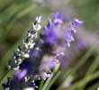 pic 5 lavender